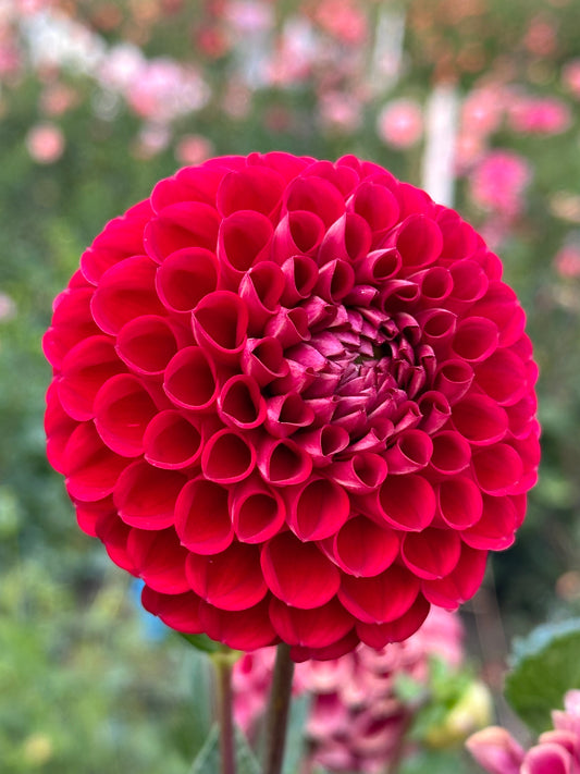 Cornel Dahlia Tuber