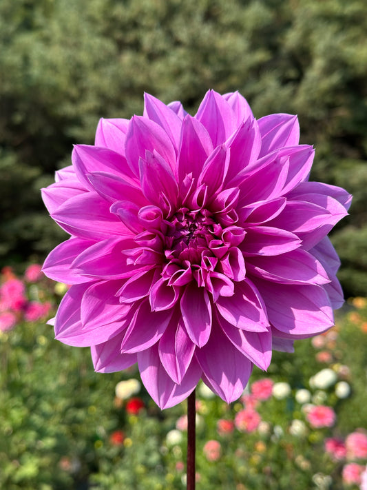 Lilac Time Dahlia Tuber