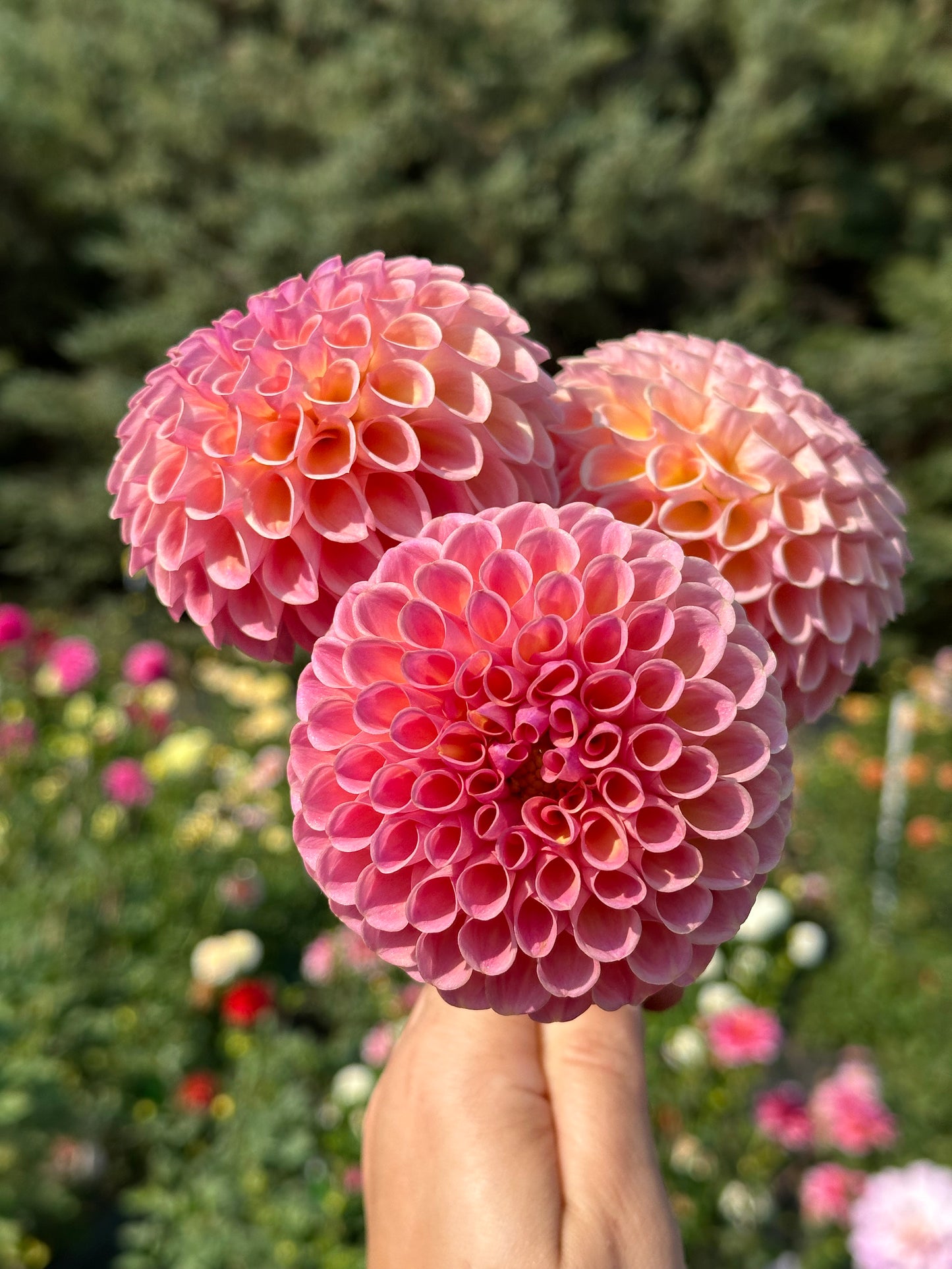 Jowey Winnie Dahlia Tuber