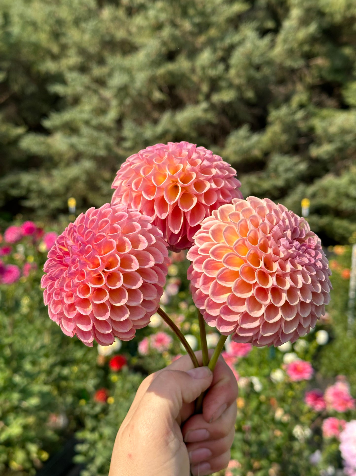 Jowey Winnie Dahlia Tuber
