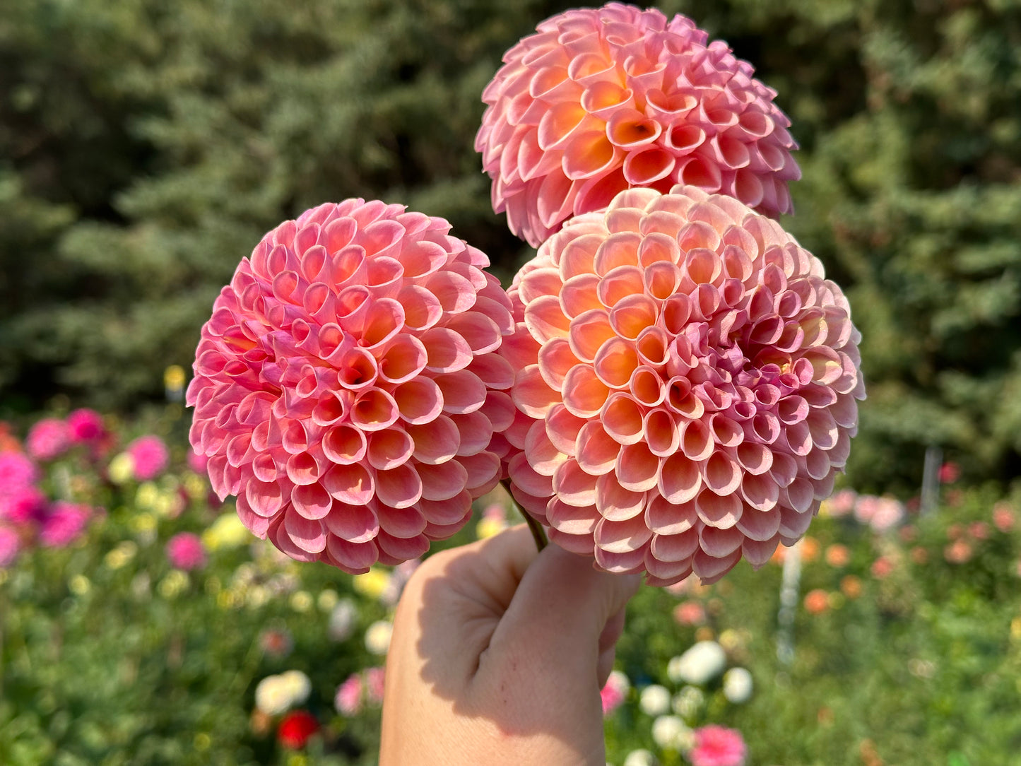 Jowey Winnie Dahlia Tuber