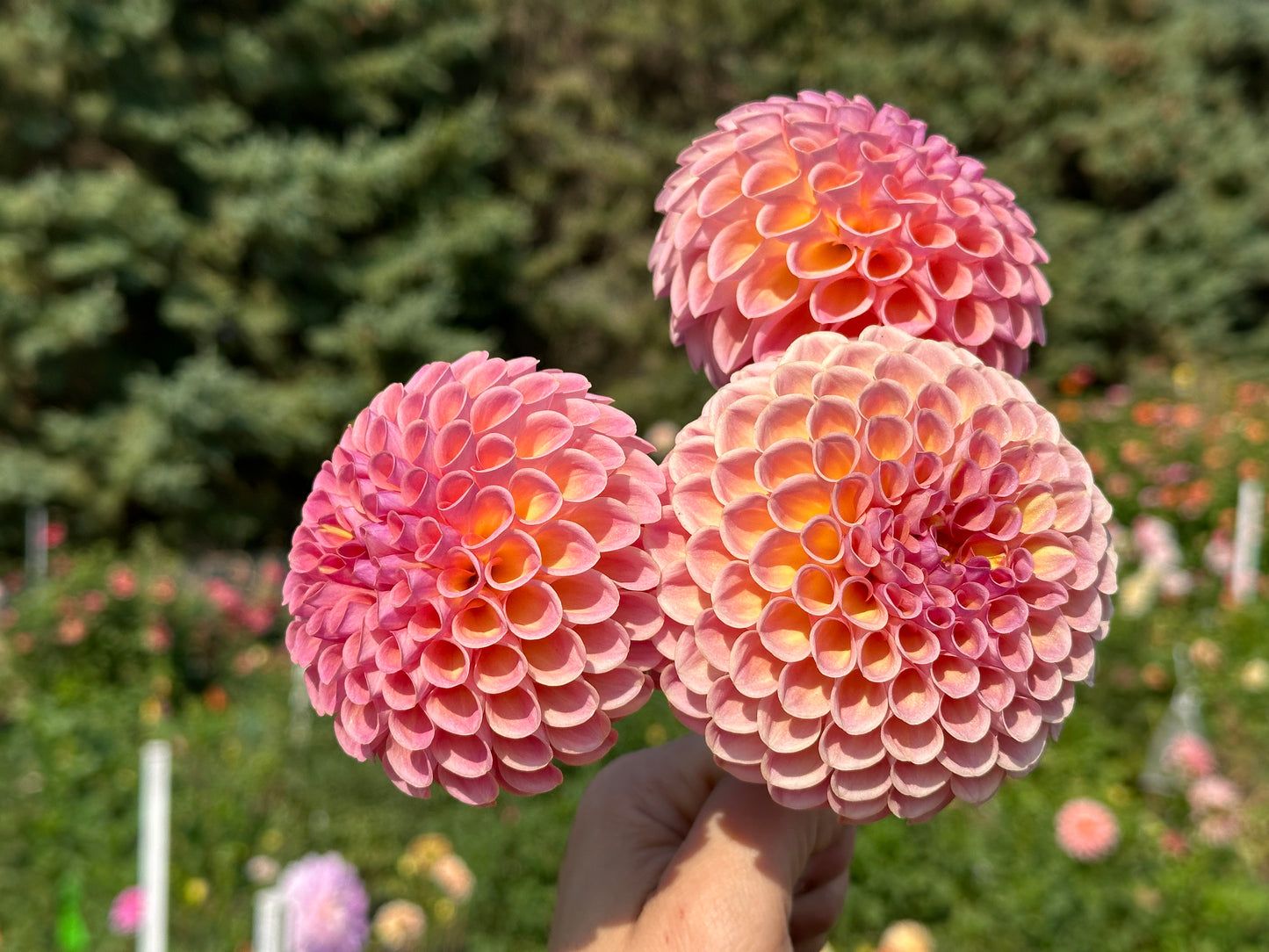 Jowey Winnie Dahlia Tuber