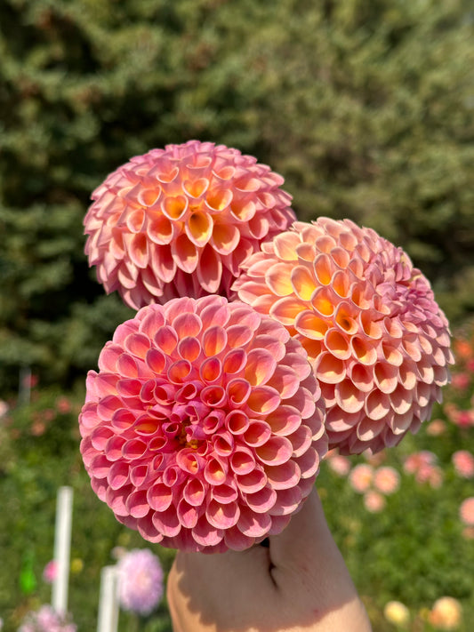 Jowey Winnie Dahlia Tuber