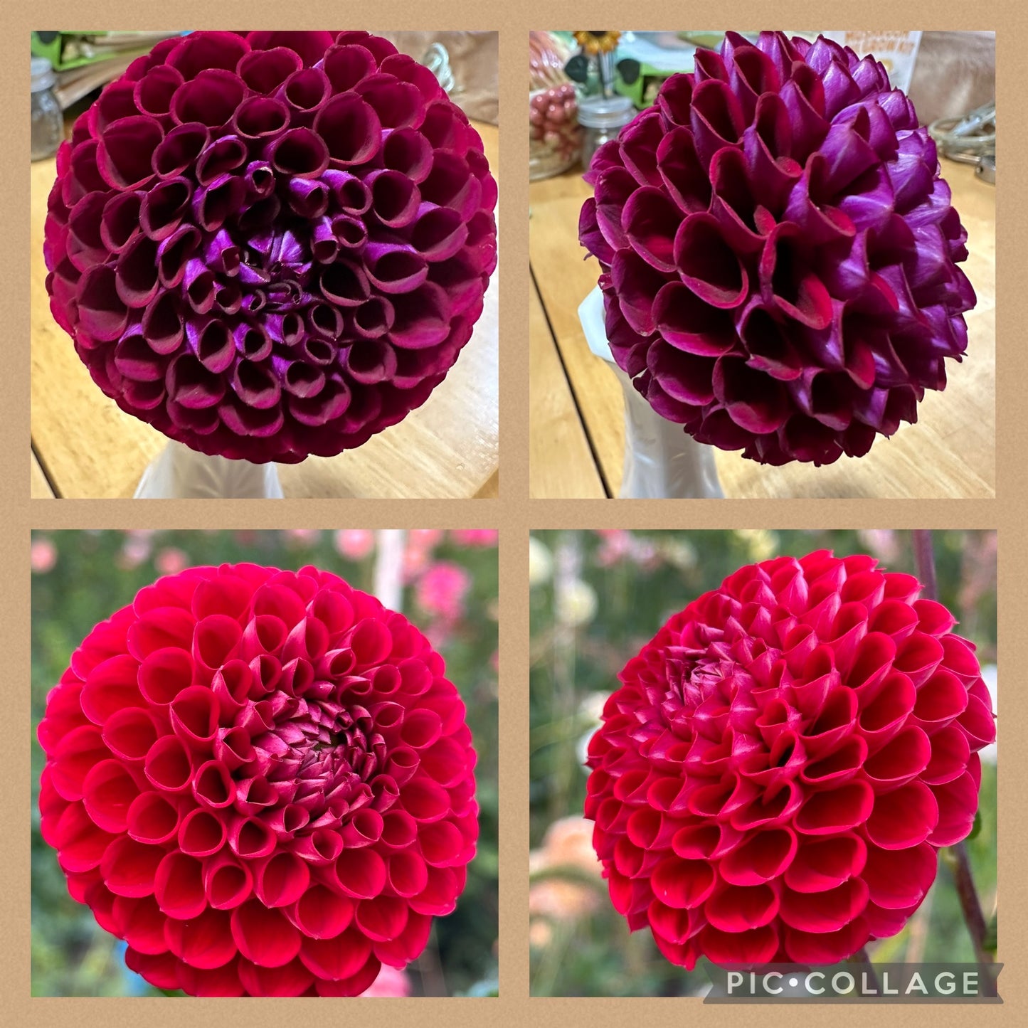 Ivanetti Dahlia Tuber