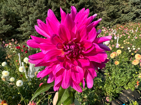 I'm A Hottie Dahlia Tuber