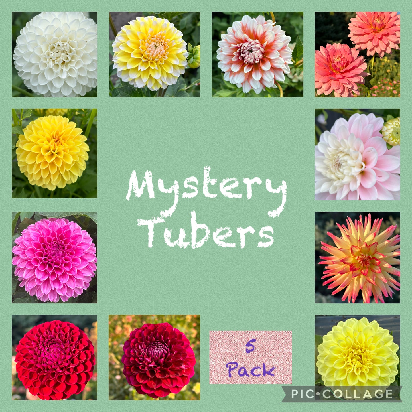 Mystery 5 pack bundle of dahlia tubers