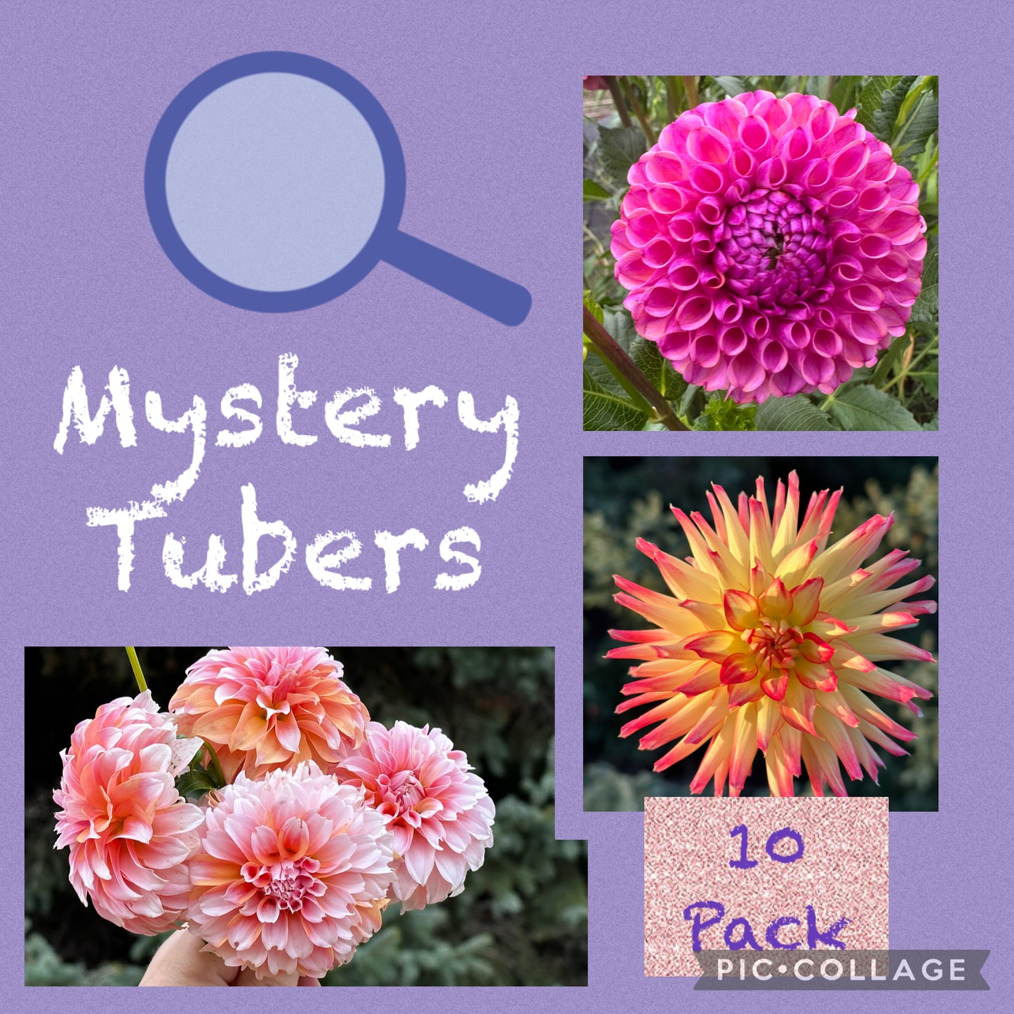 10 pack bundle of Mystery Dahlia Tubers