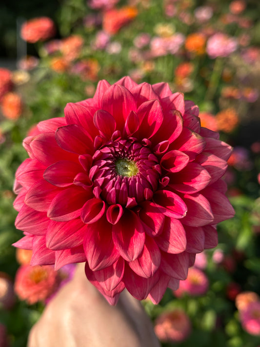 Mystique Dahlia Tuber