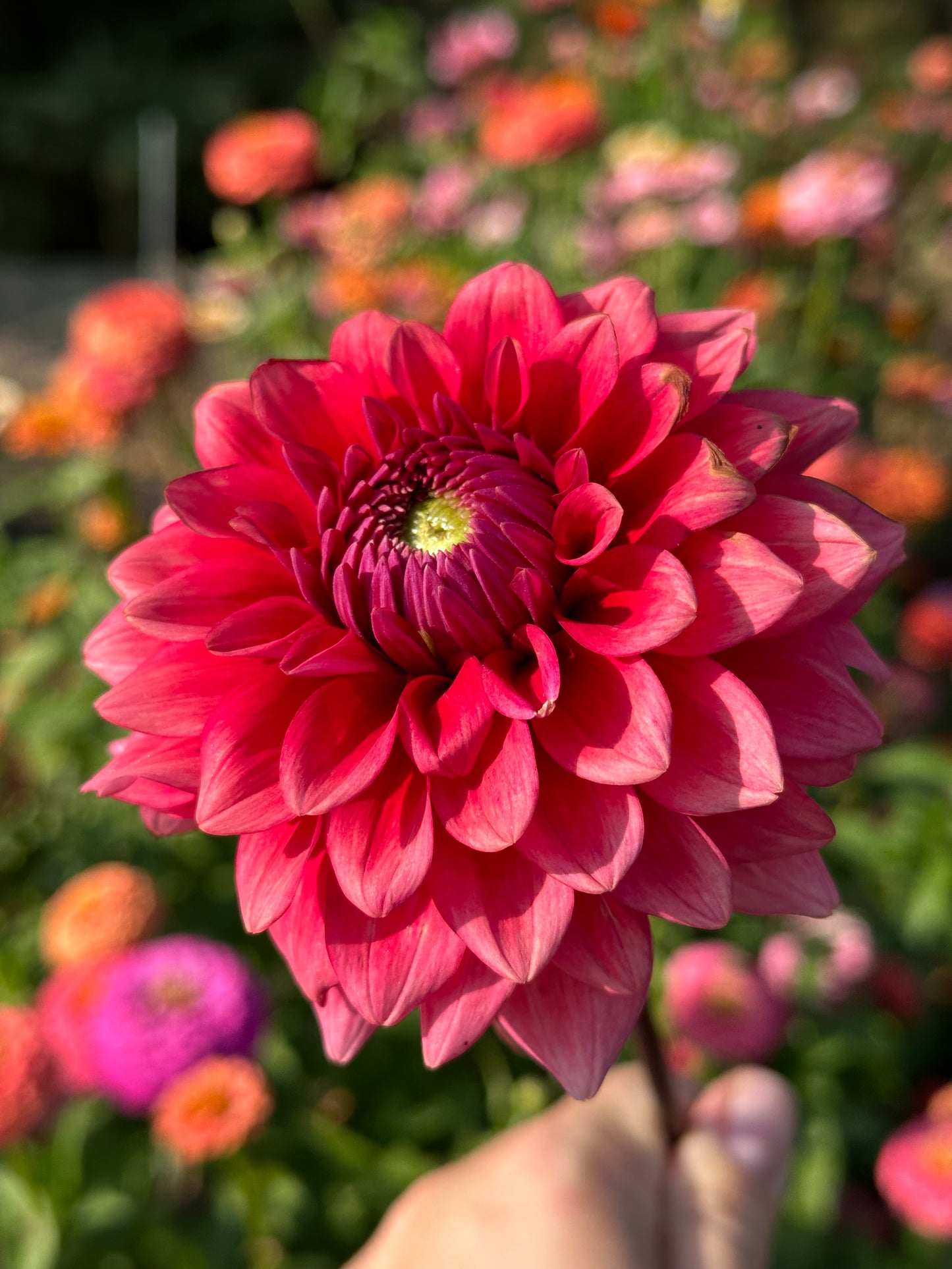 Mystique Dahlia Tuber