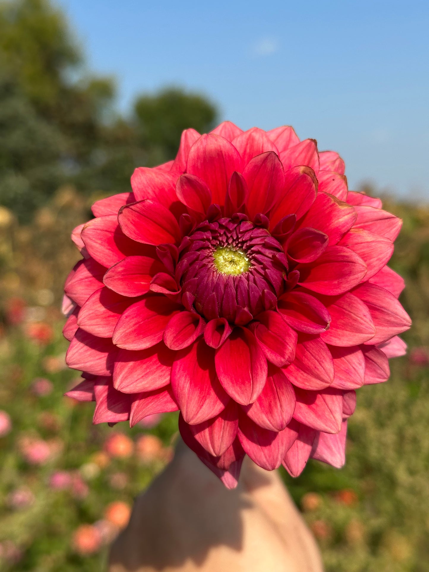 Mystique Dahlia Tuber