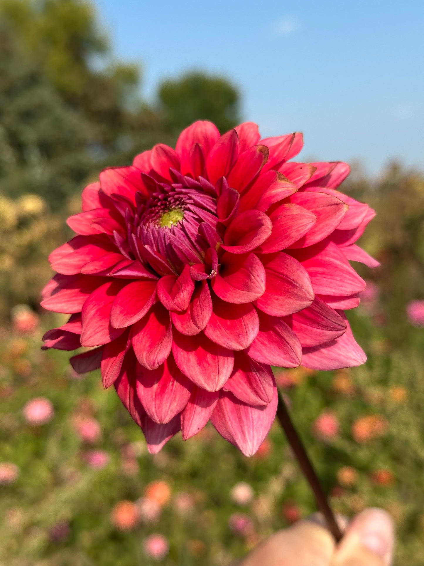 Mystique Dahlia Tuber
