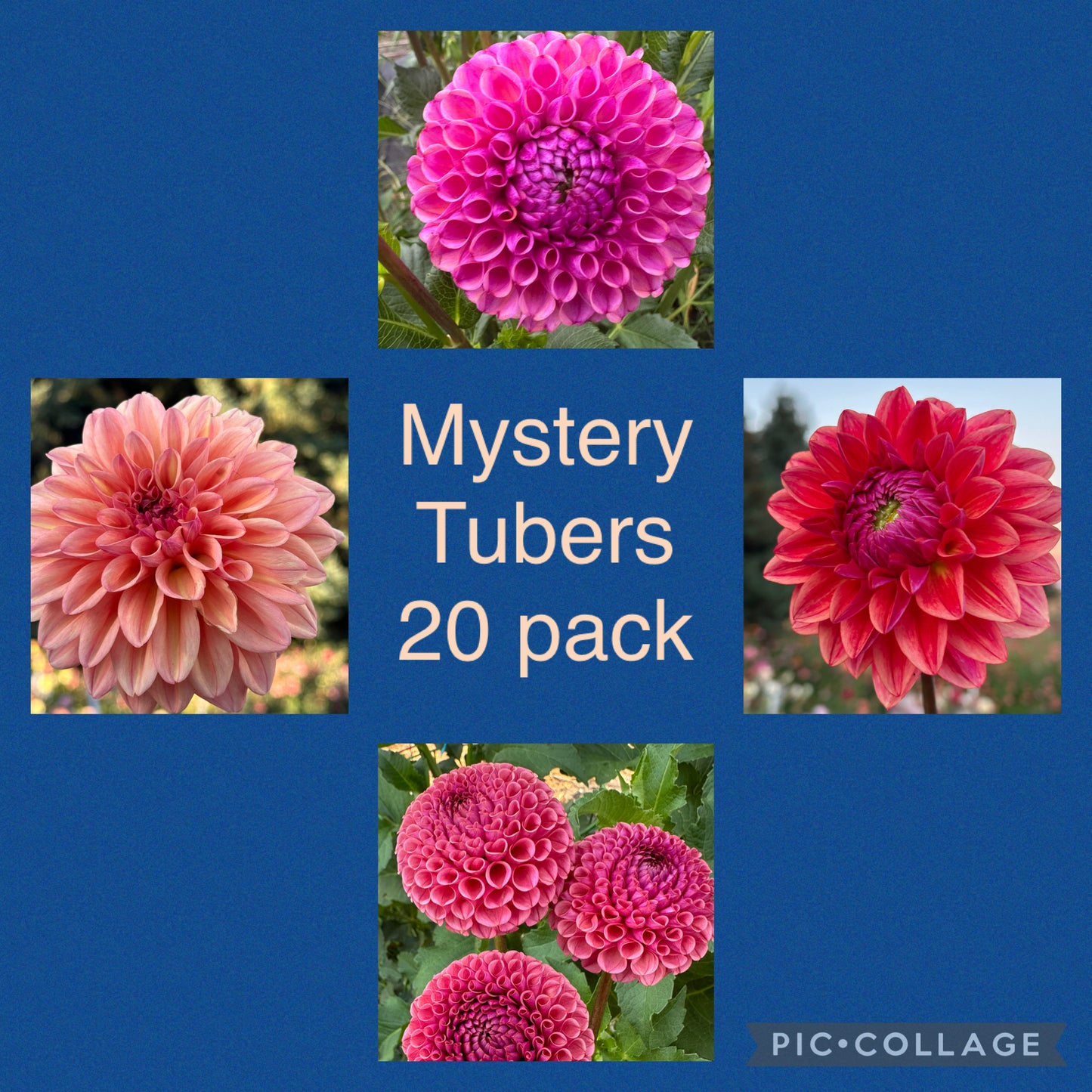 20 pack Mystery Dahlia Tubers