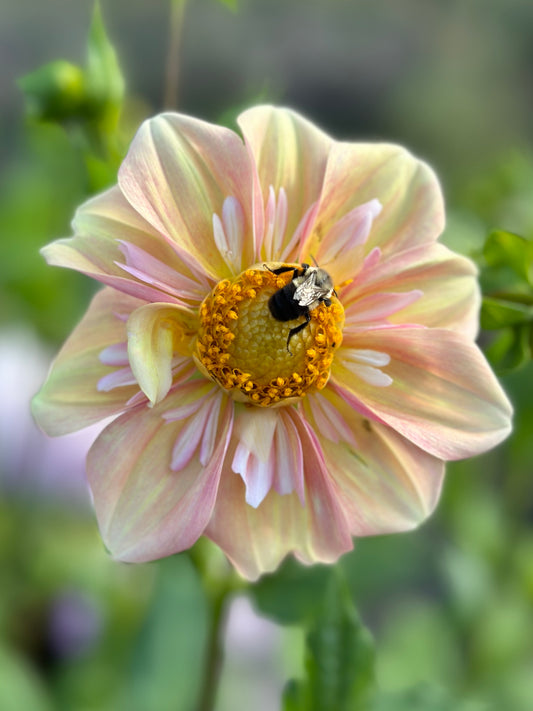 Apple Blossom Dahlia Tuber