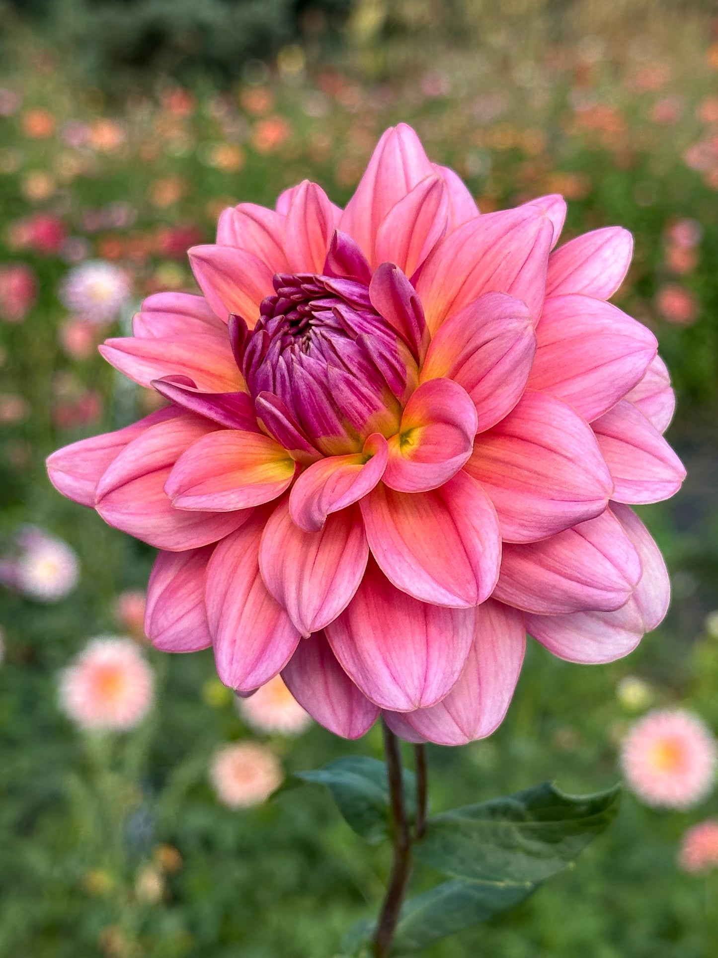 Southern Belle Dahlia Tuber