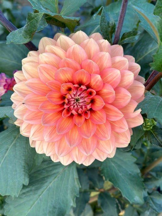Nicholas Dahlia Tuber