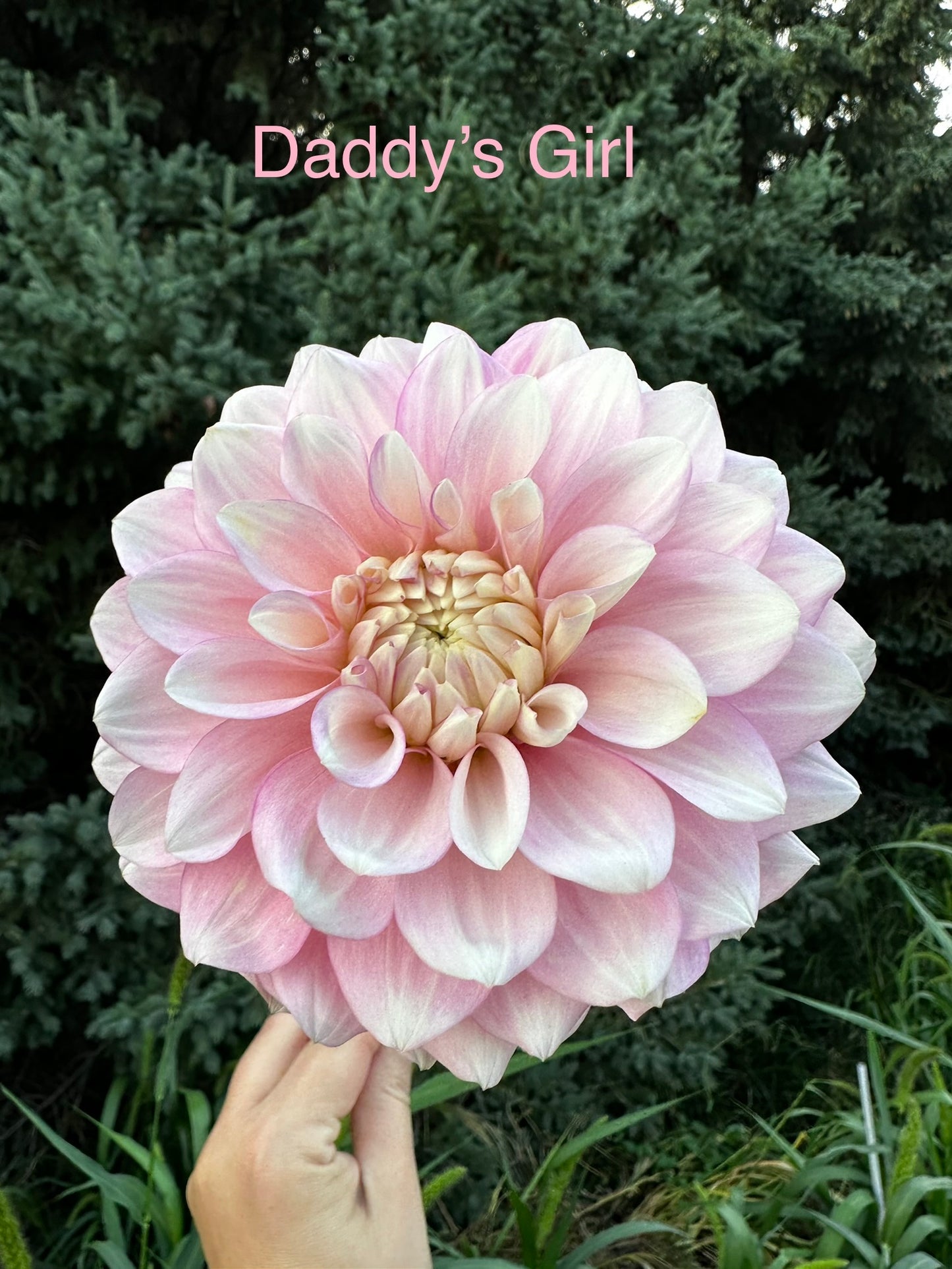 Daddy's Girl Dahlia Tuber