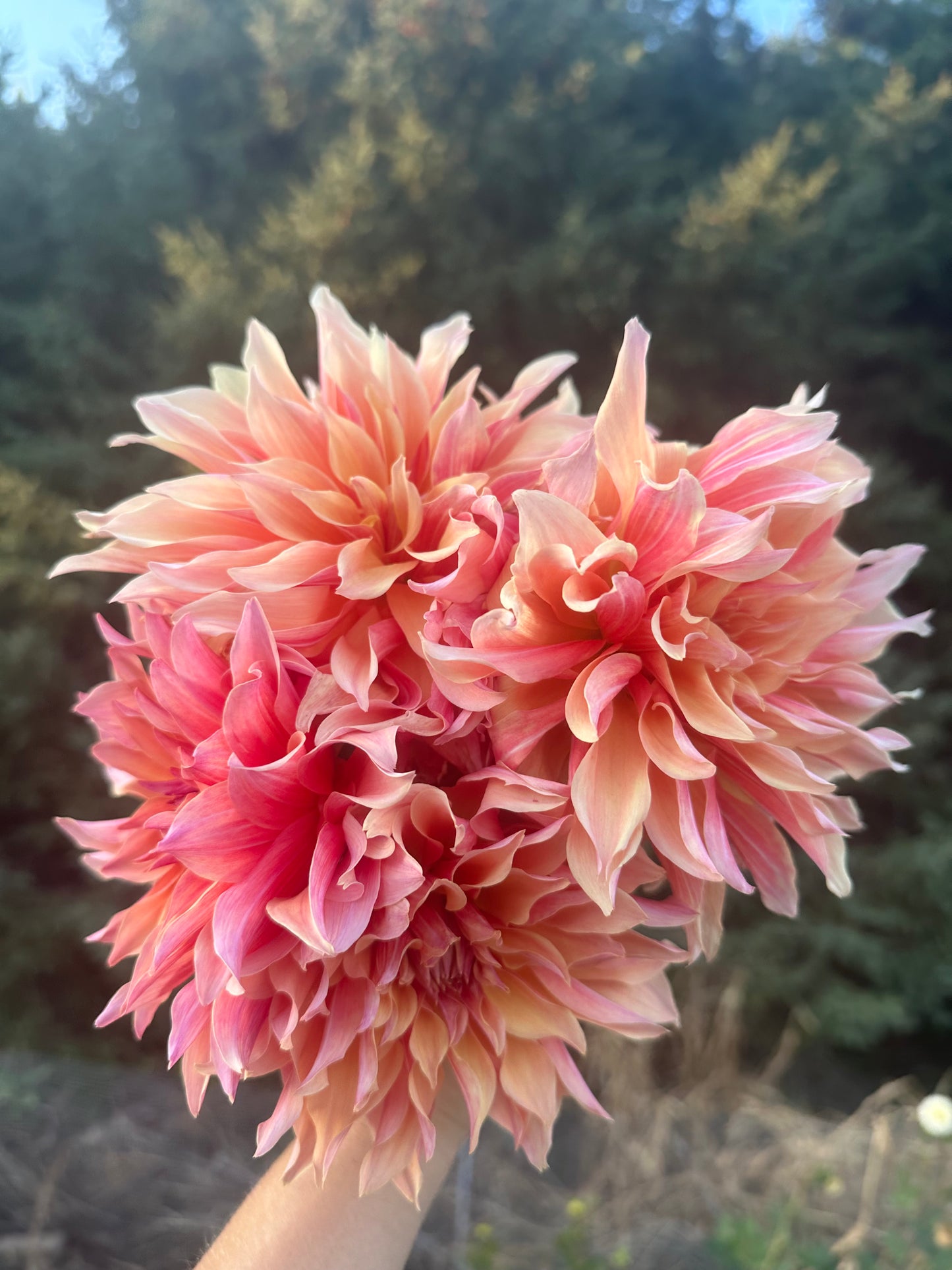 Labyrinth Dahlia Tuber