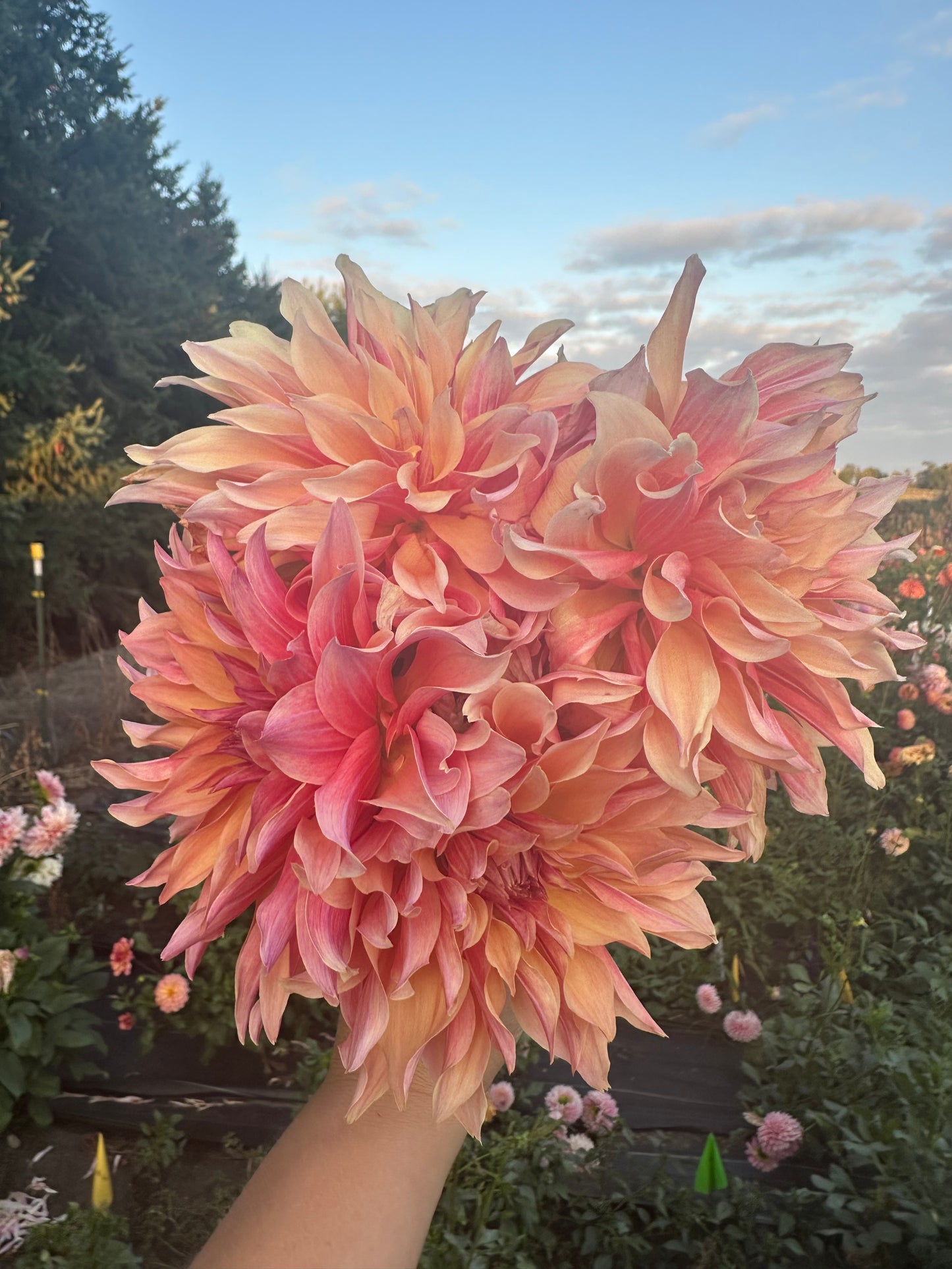 Labyrinth Dahlia Tuber