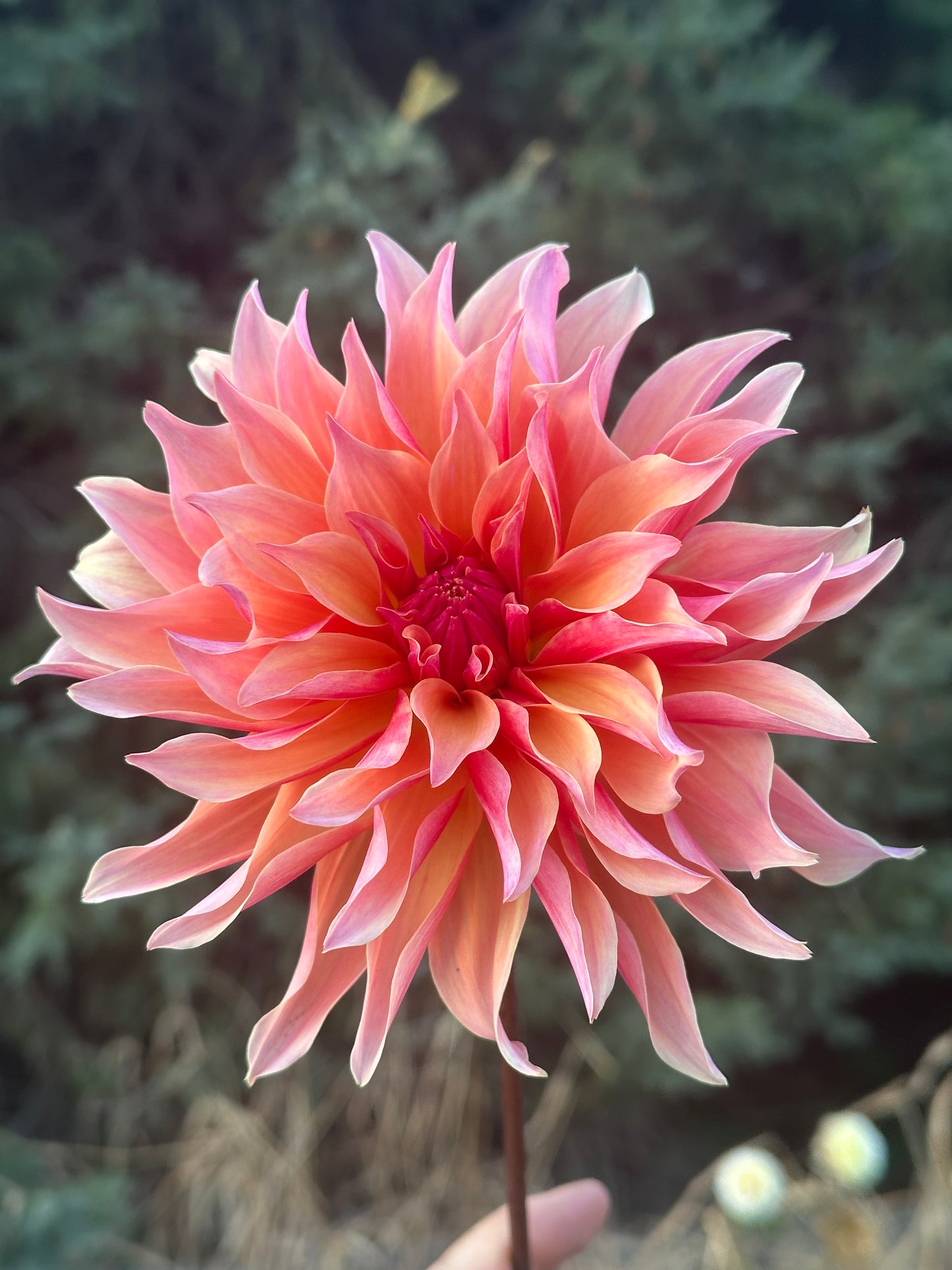 Labyrinth Dahlia Tuber