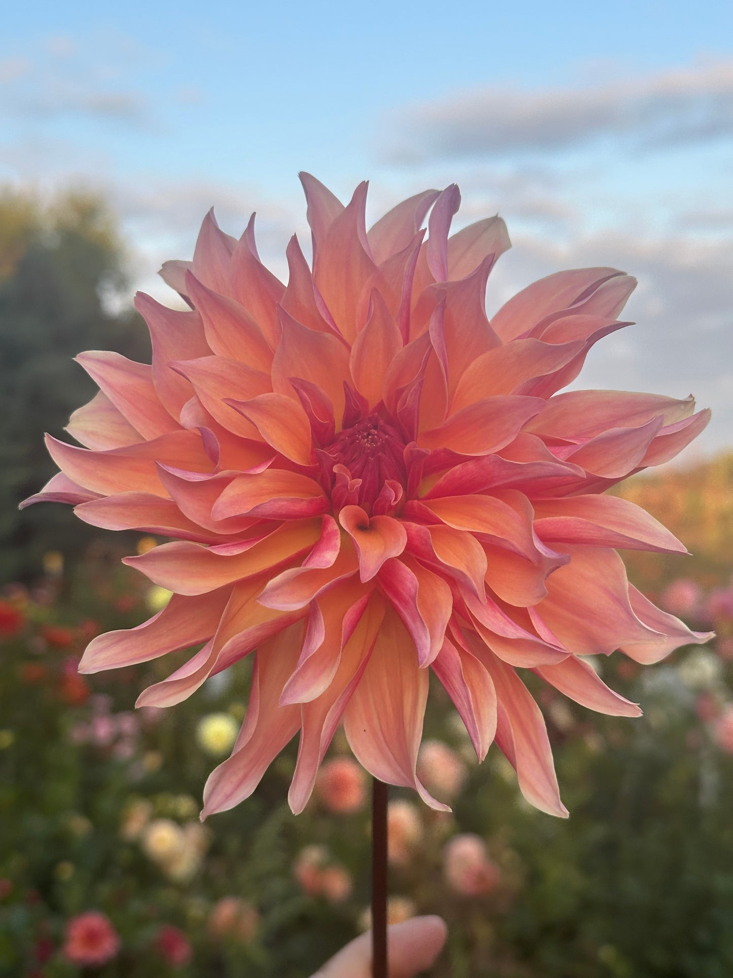 Labyrinth Dahlia Tuber