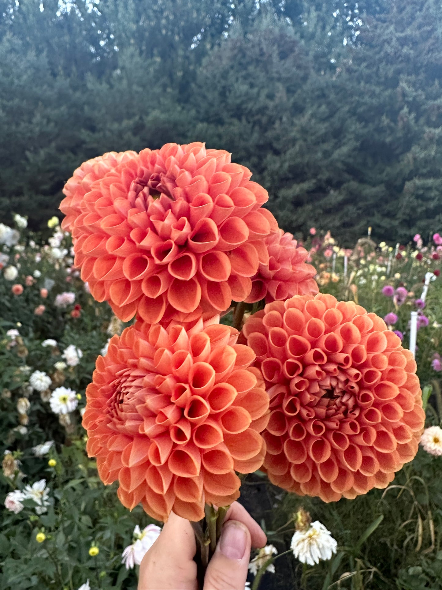 Cornel Bronze Dahlia Tuber