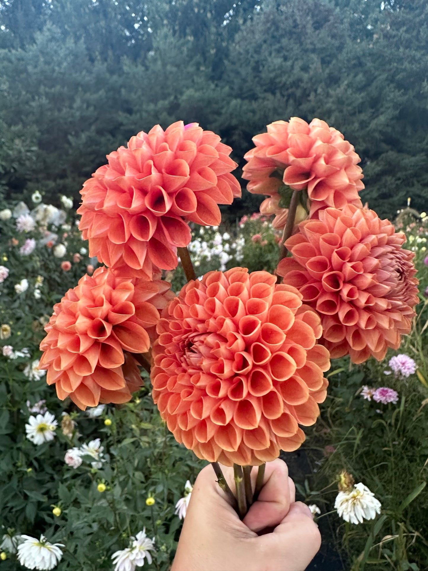 Cornel Bronze Dahlia Tuber