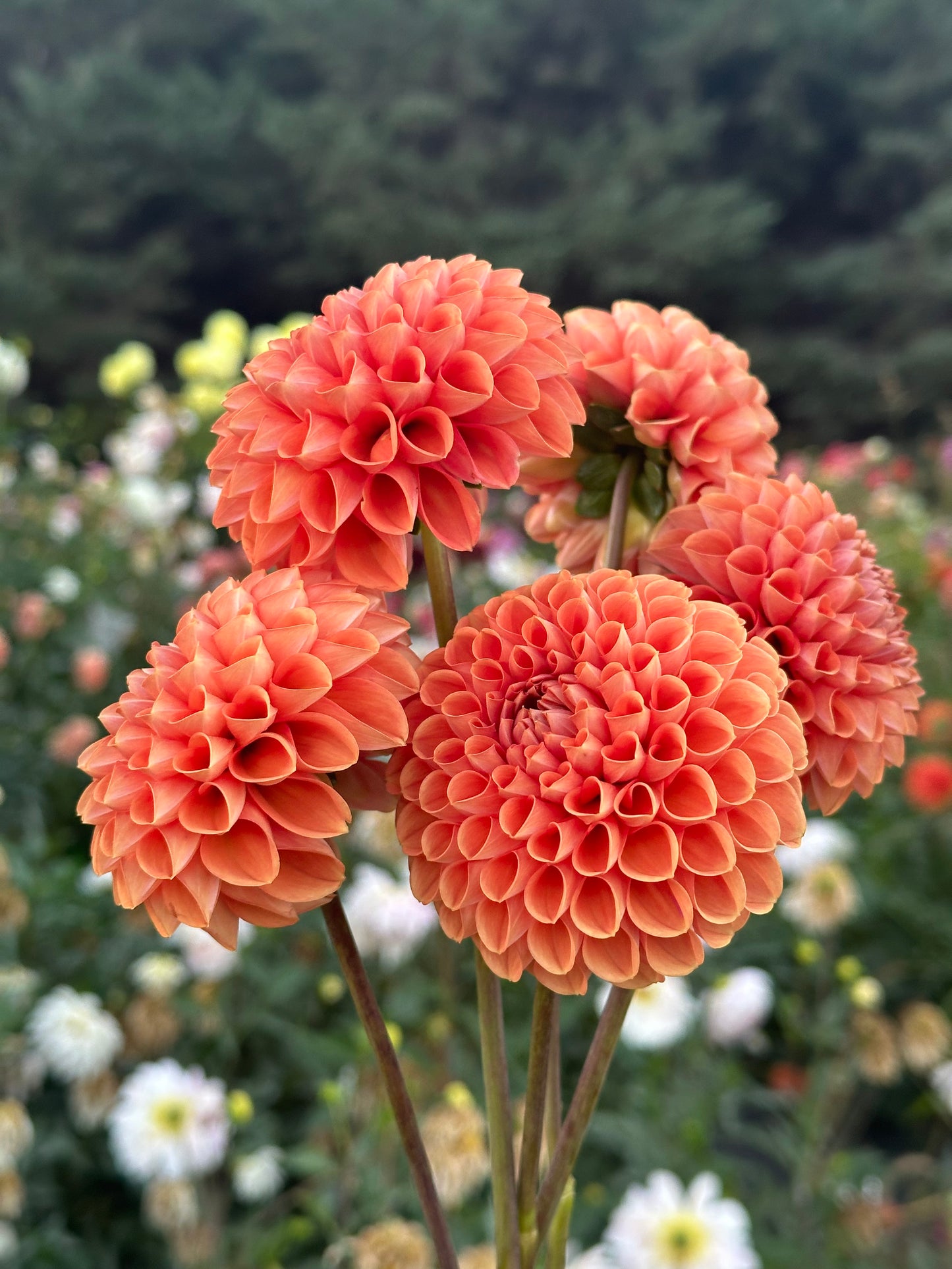 Cornel Bronze Dahlia Tuber