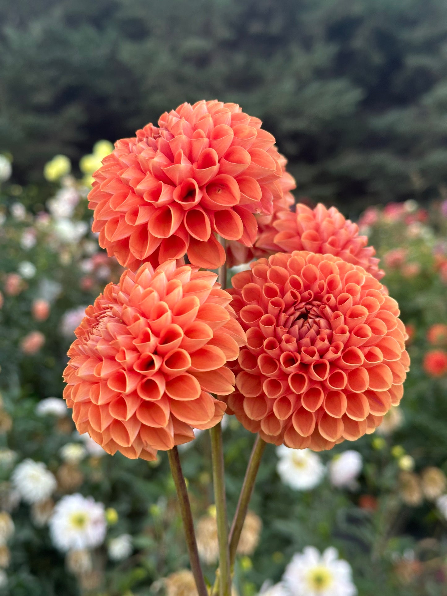Cornel Bronze Dahlia Tuber