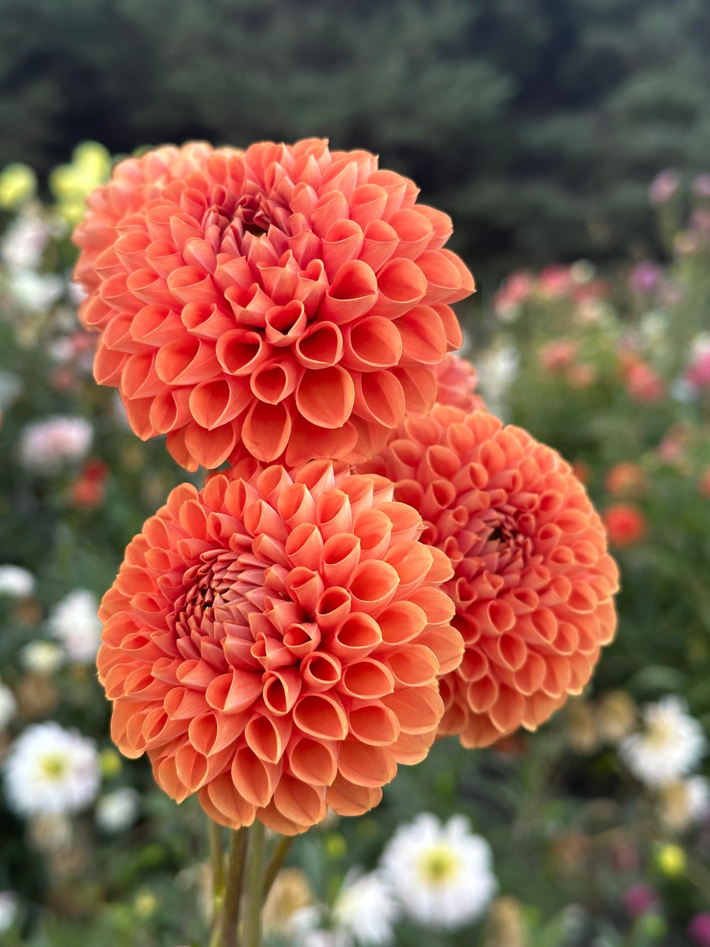 Cornel Bronze Dahlia Tuber