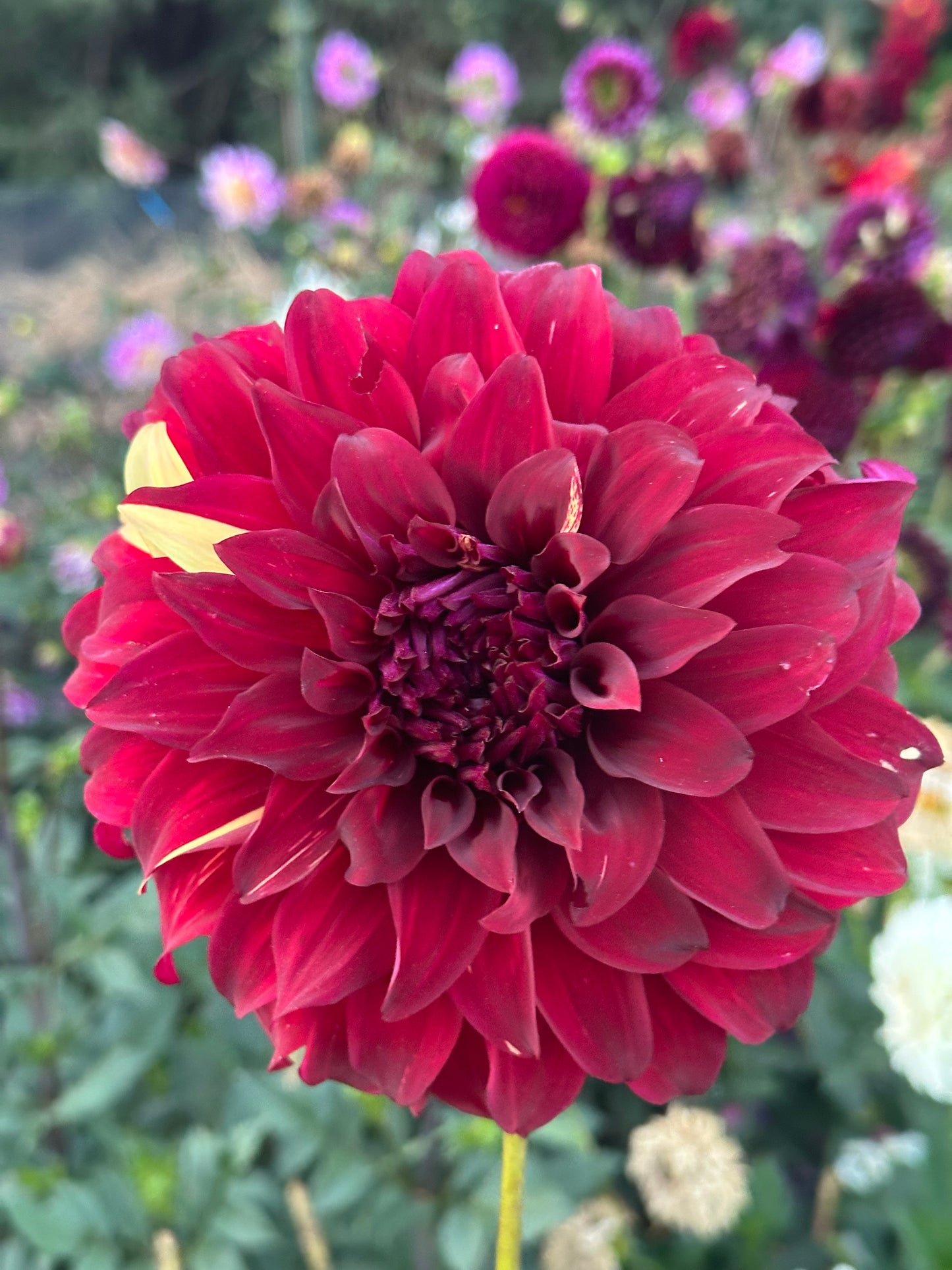 Bohemian Spartacus Dahlia