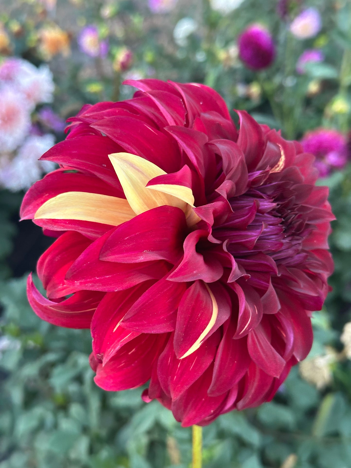Bohemian Spartacus Dahlia