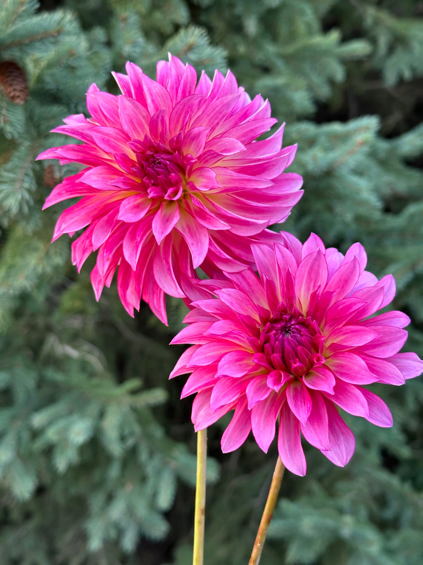 River's Watermelon Dahlia Tuber