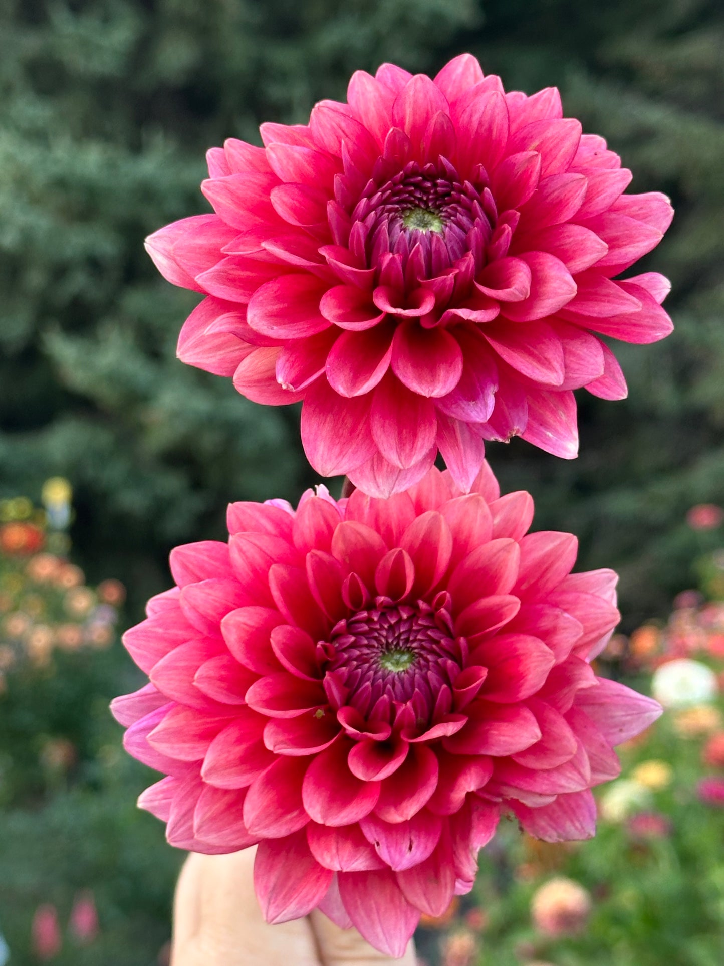 Mystique Dahlia Tuber