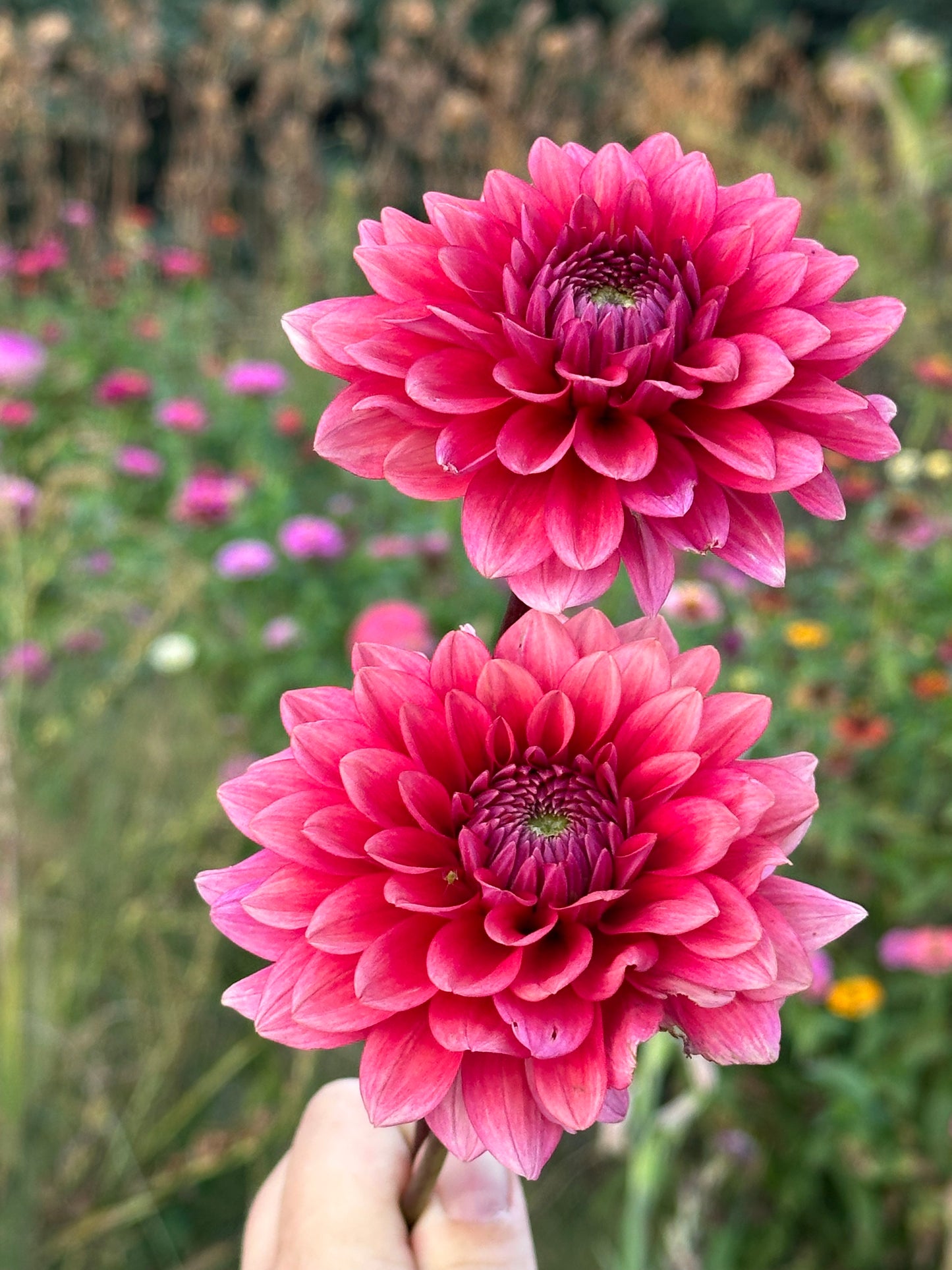 Mystique Dahlia Tuber
