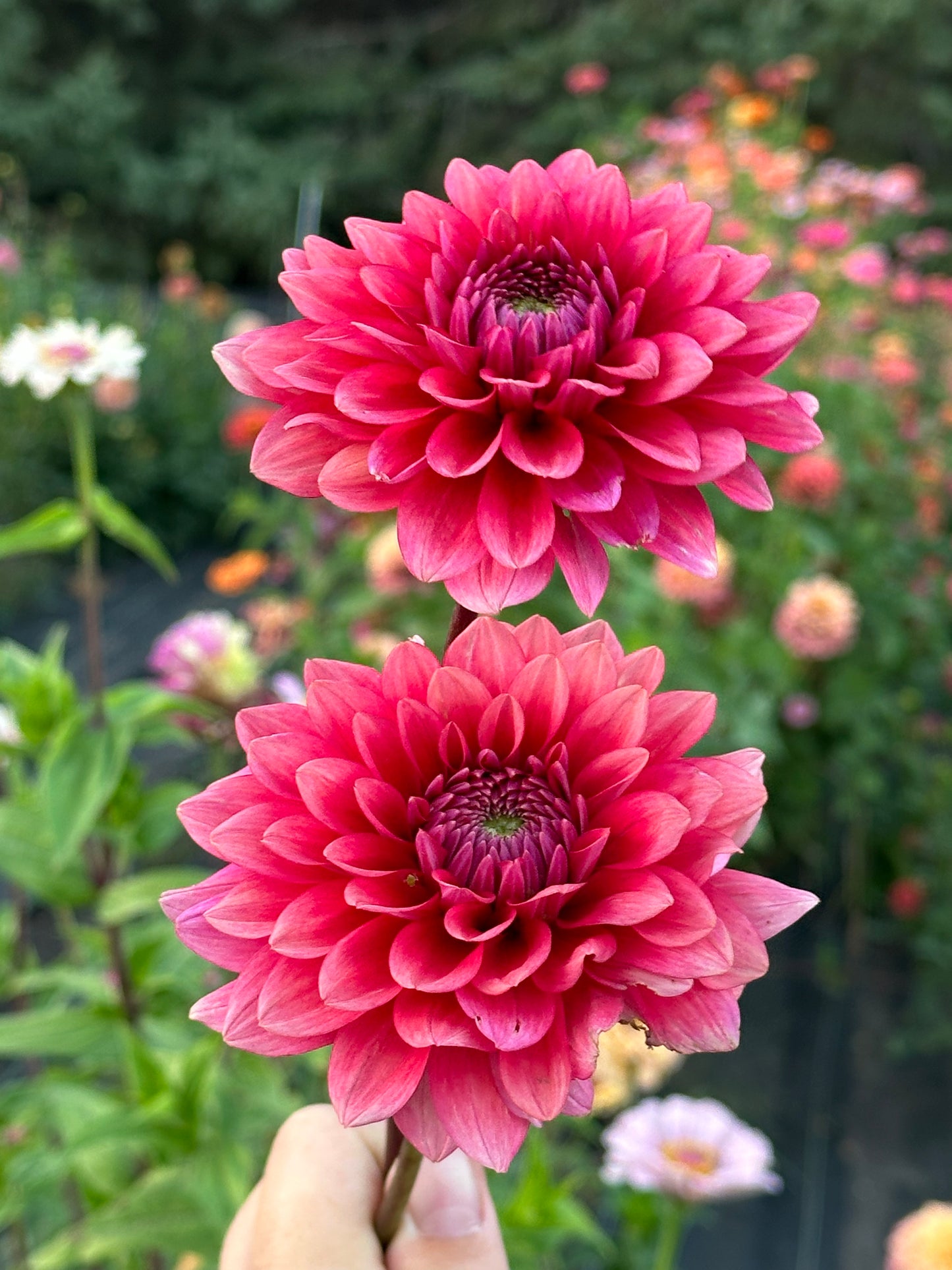 Mystique Dahlia Tuber