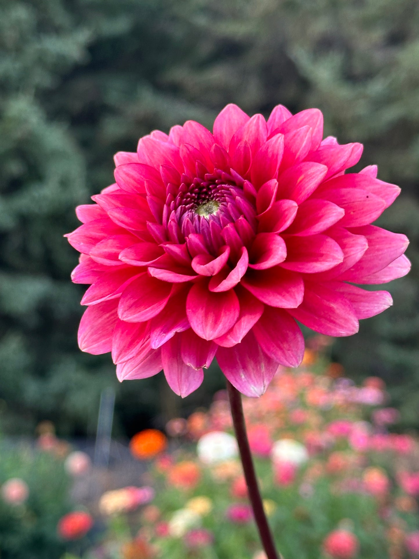 Mystique Dahlia Tuber