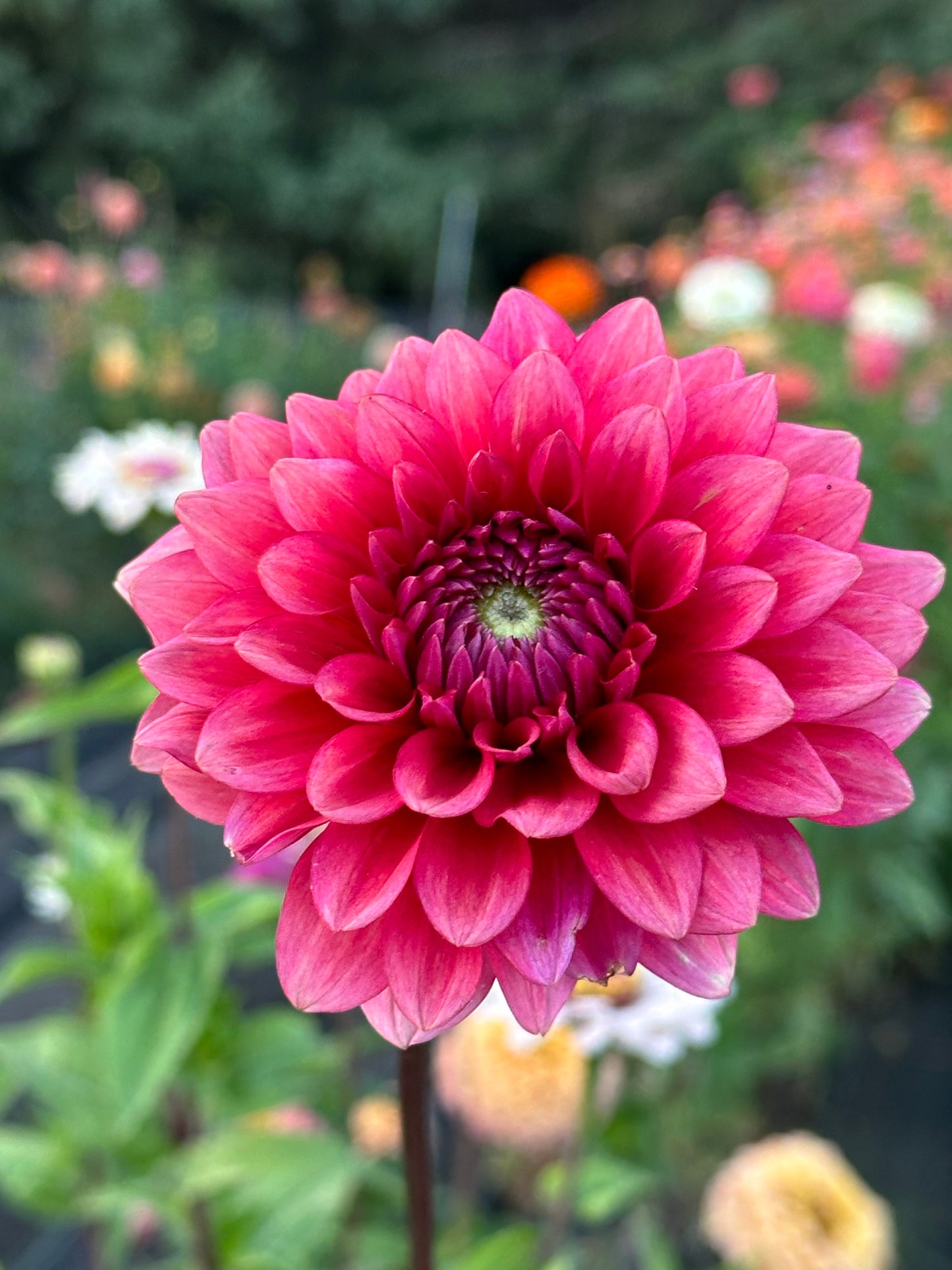Mystique Dahlia Tuber