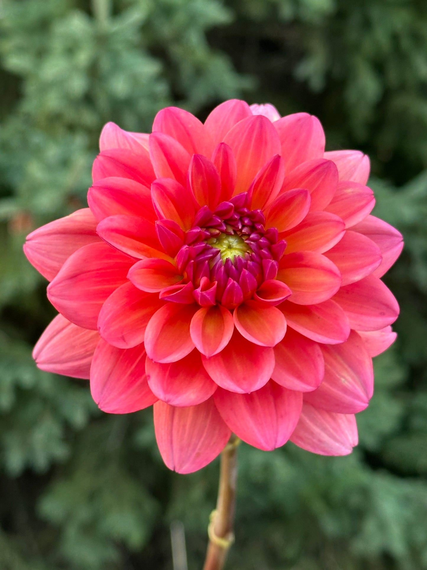 Great Silence Dahlia Tuber