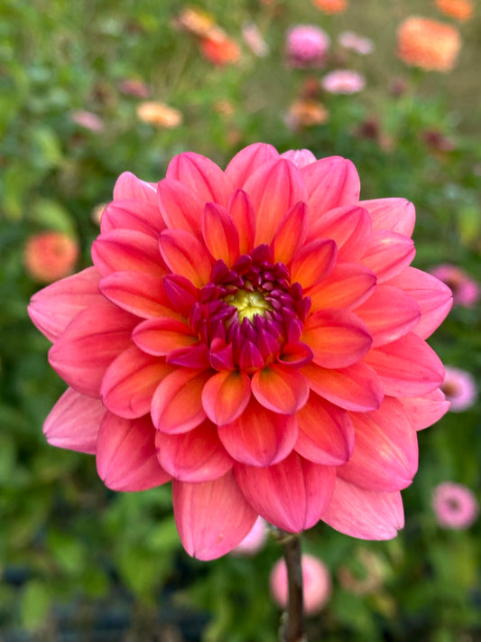 Great Silence Dahlia Tuber