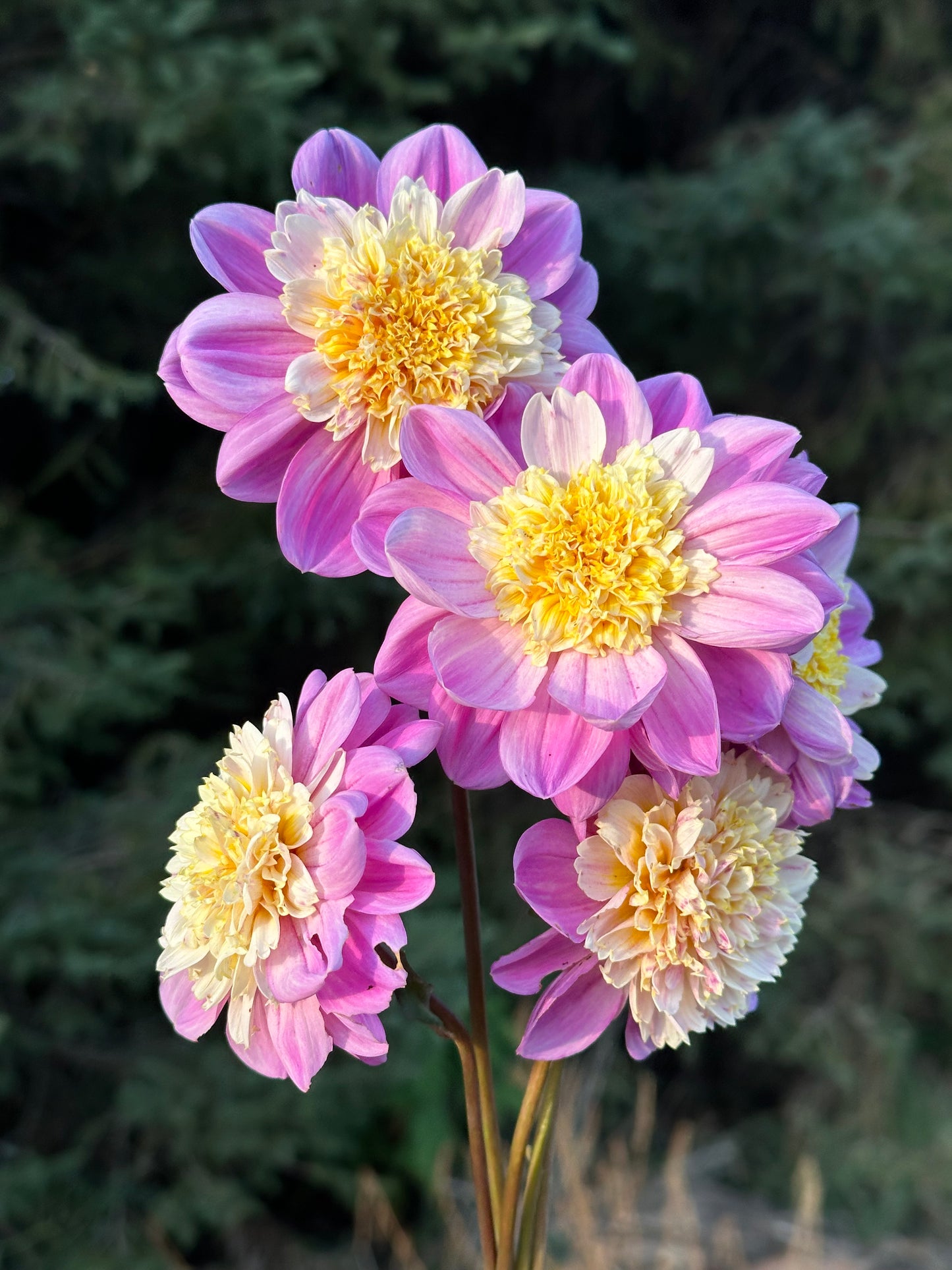 Take Off Dahlia Tuber