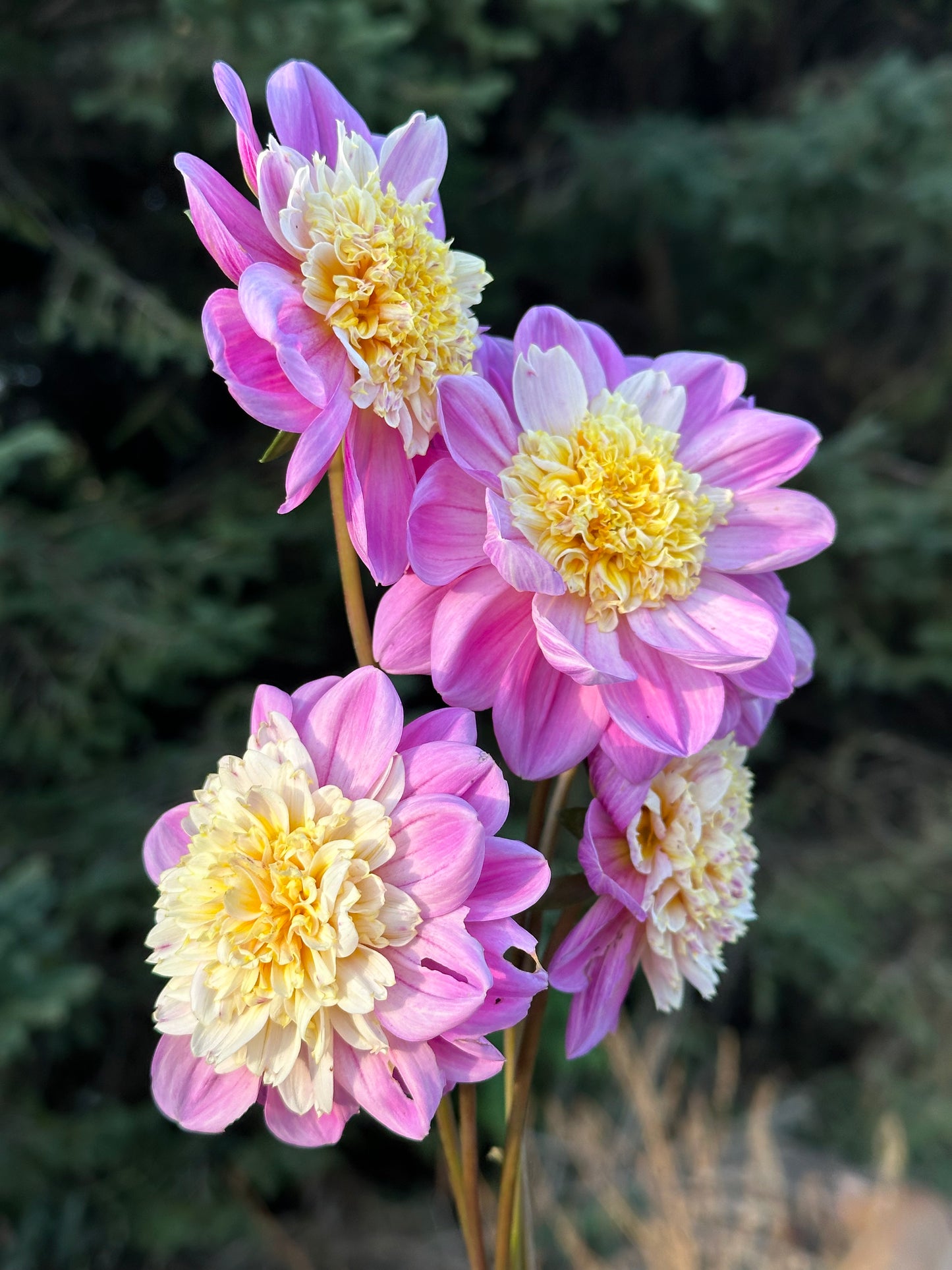 Take Off Dahlia Tuber
