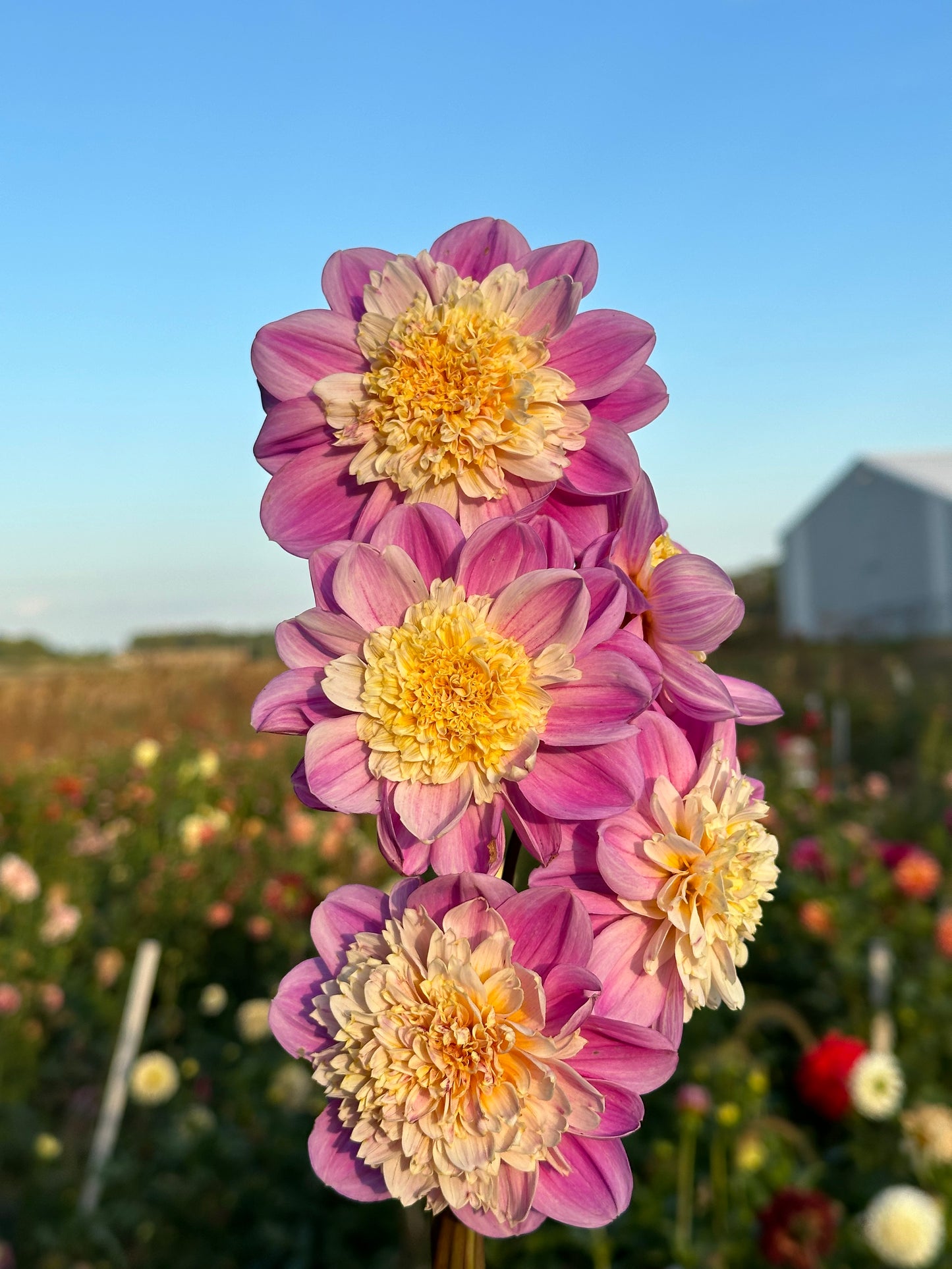 Take Off Dahlia Tuber