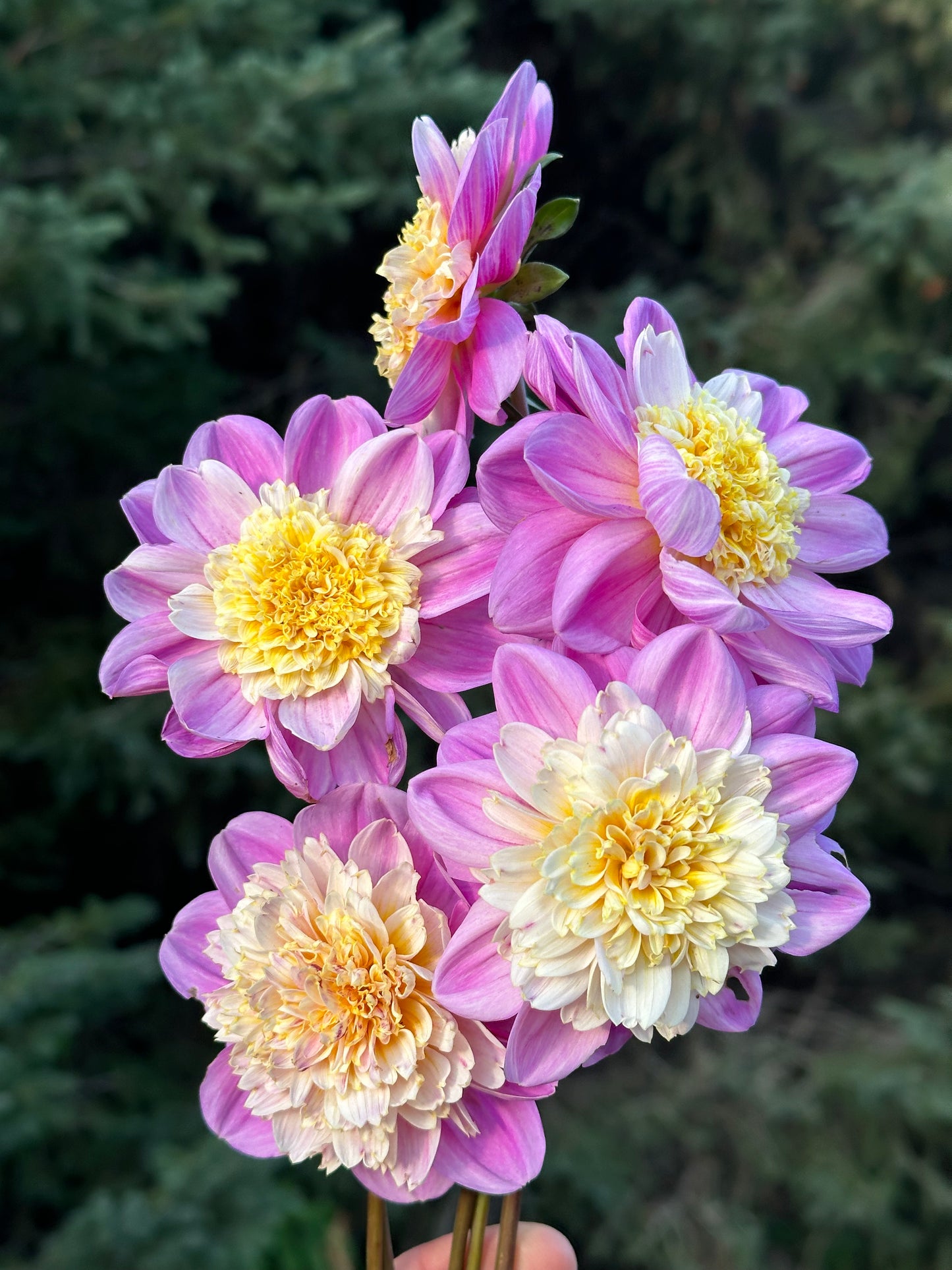 Take Off Dahlia Tuber