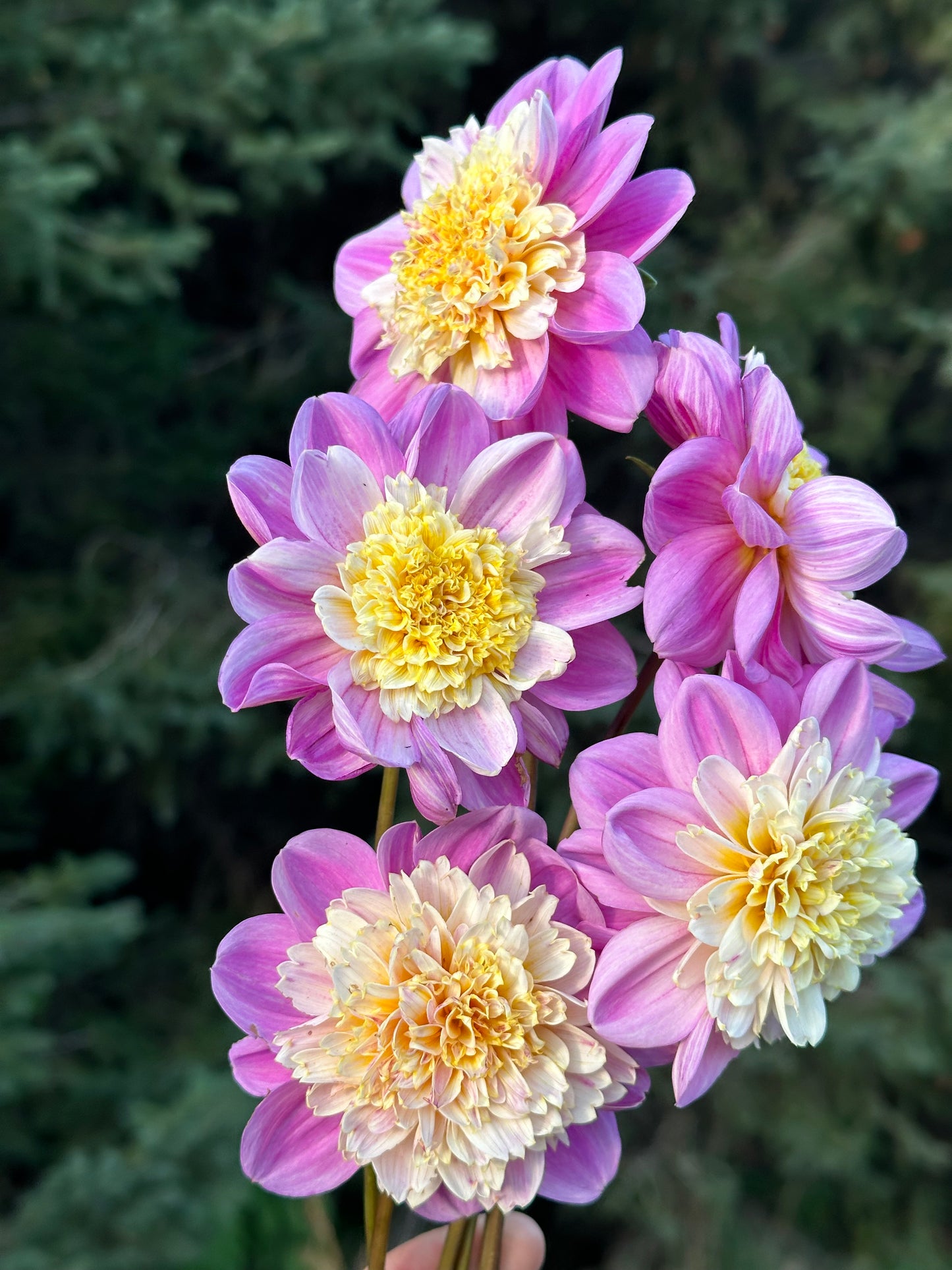 Take Off Dahlia Tuber