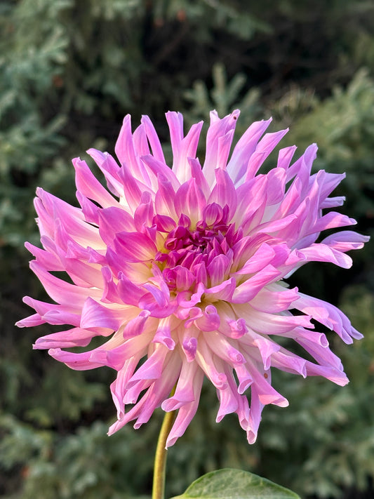 Bold Accent Dahlia