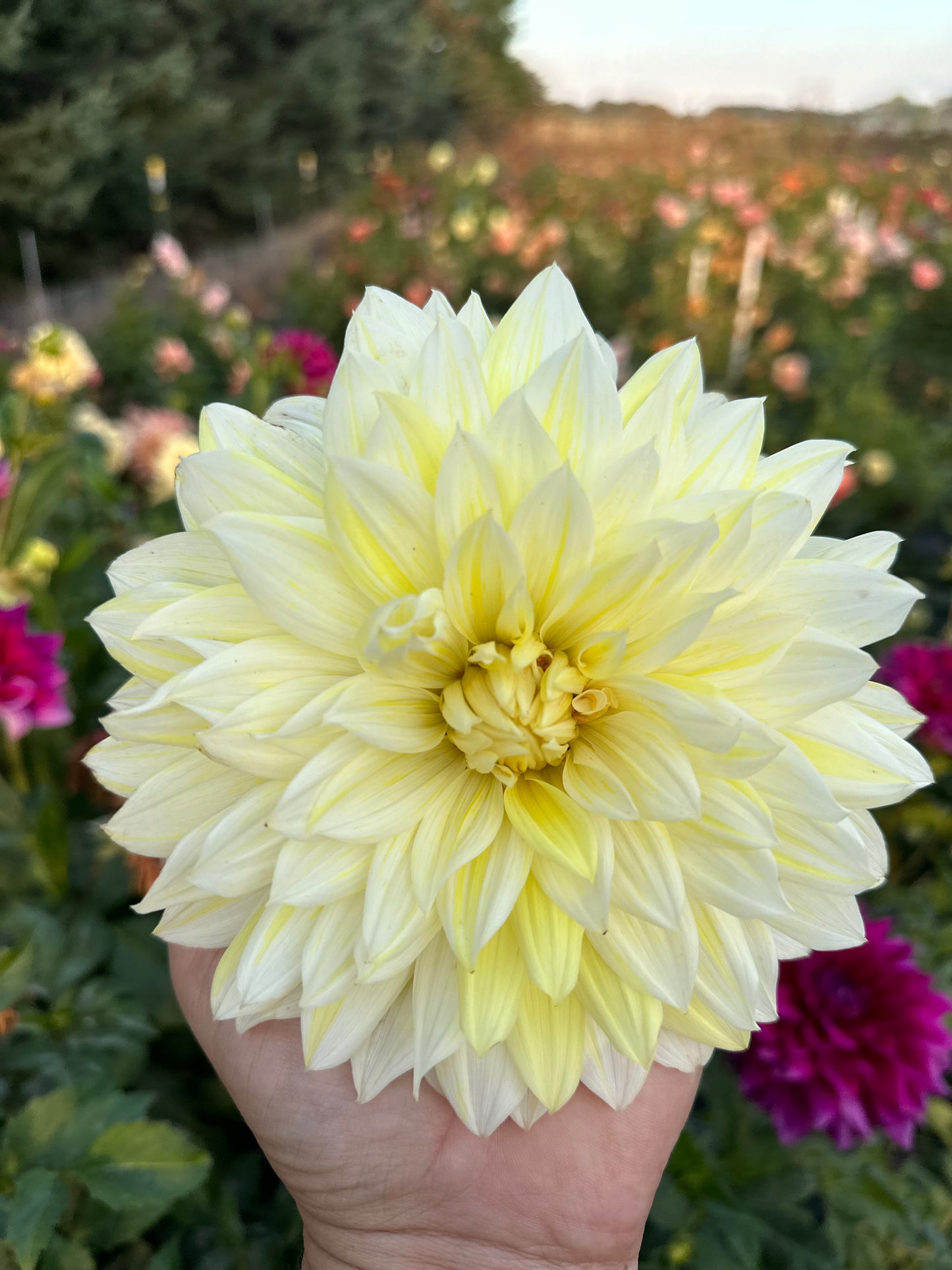 La Luna Dahlia Tuber