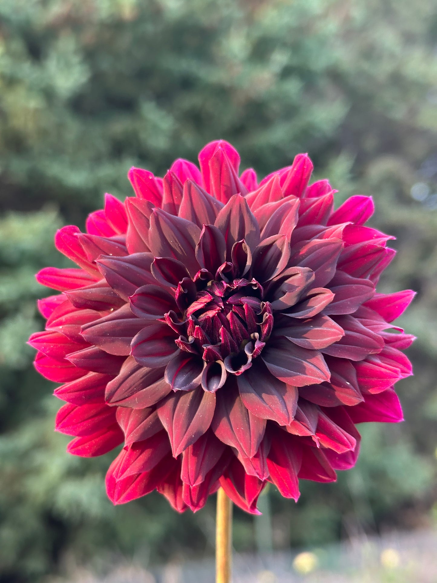 Rip City Dahlia Tuber
