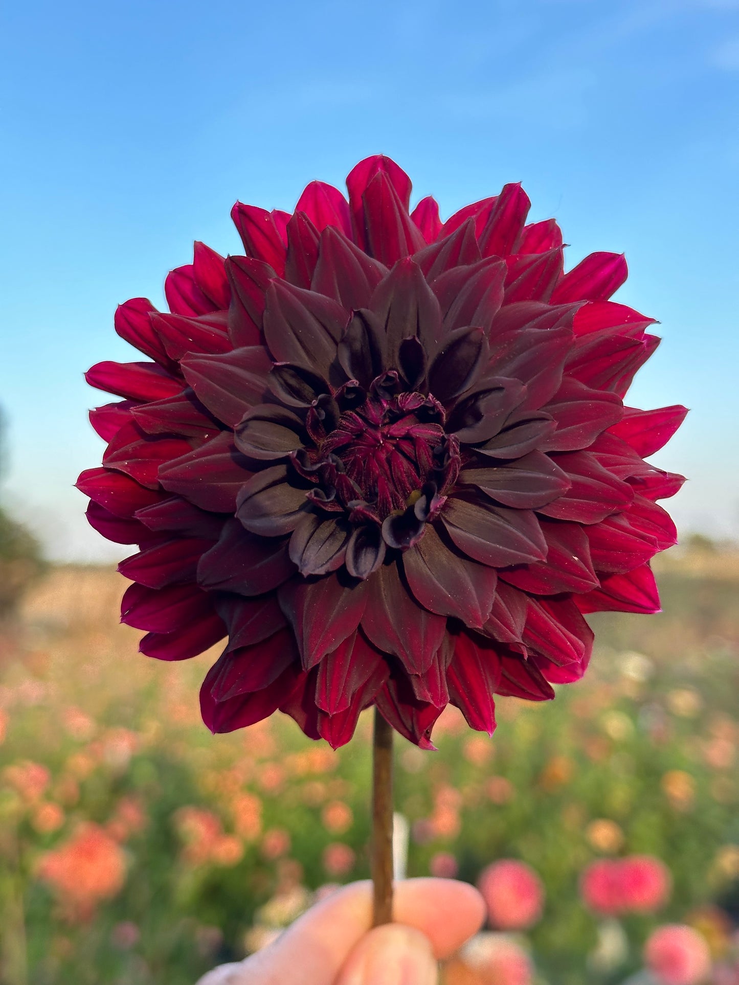 Rip City Dahlia Tuber
