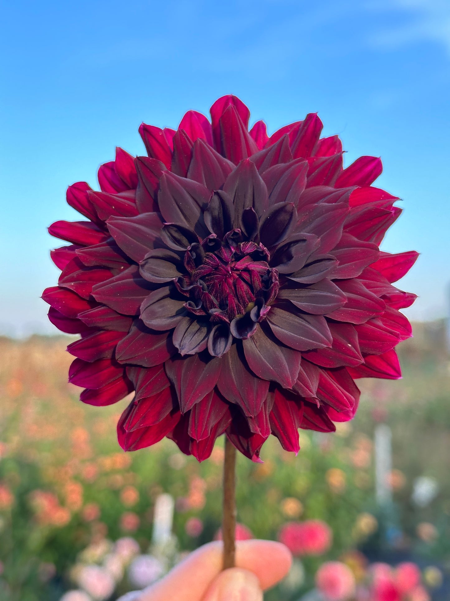 Rip City Dahlia Tuber