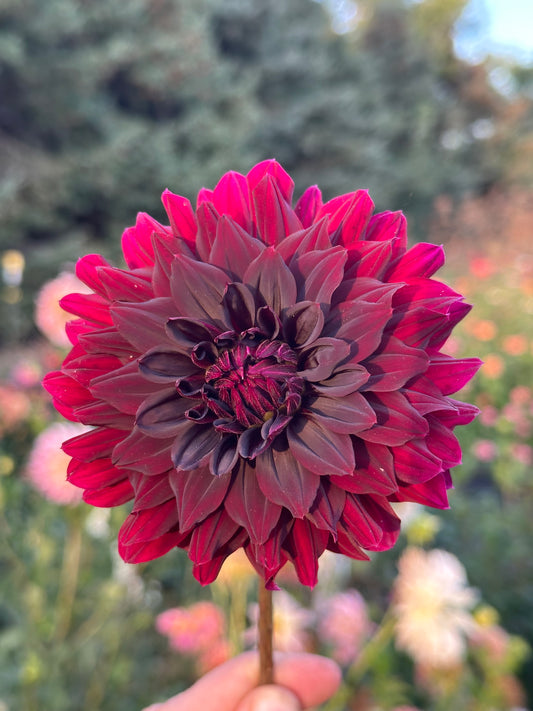 Rip City Dahlia Tuber